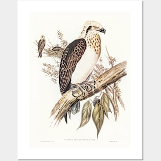 White-headed Osprey Posters and Art